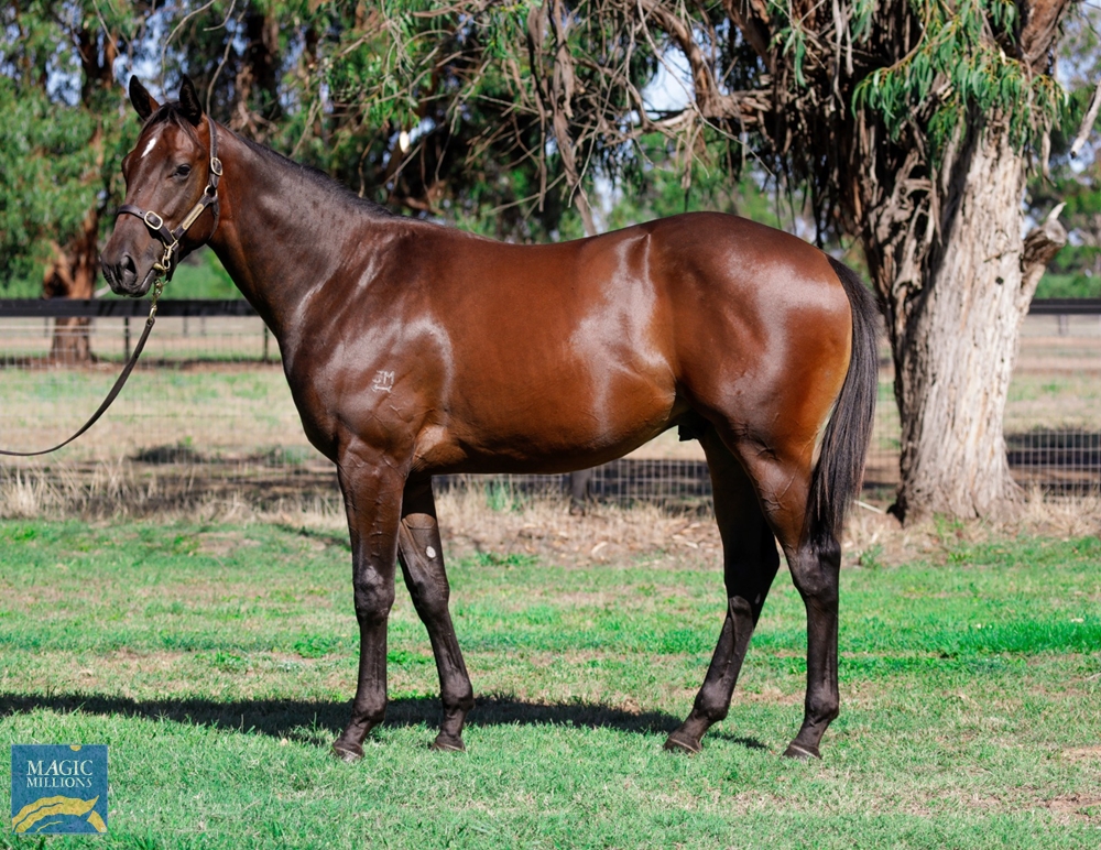 2022 Adelaide Yearling Sale Lot 208 Smart Missile (AUS